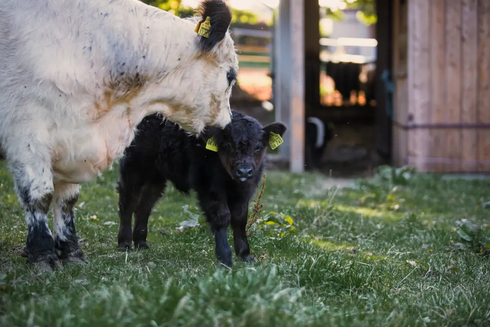 Galloway-Kuh mit schwarzem Kalb auf der Weide