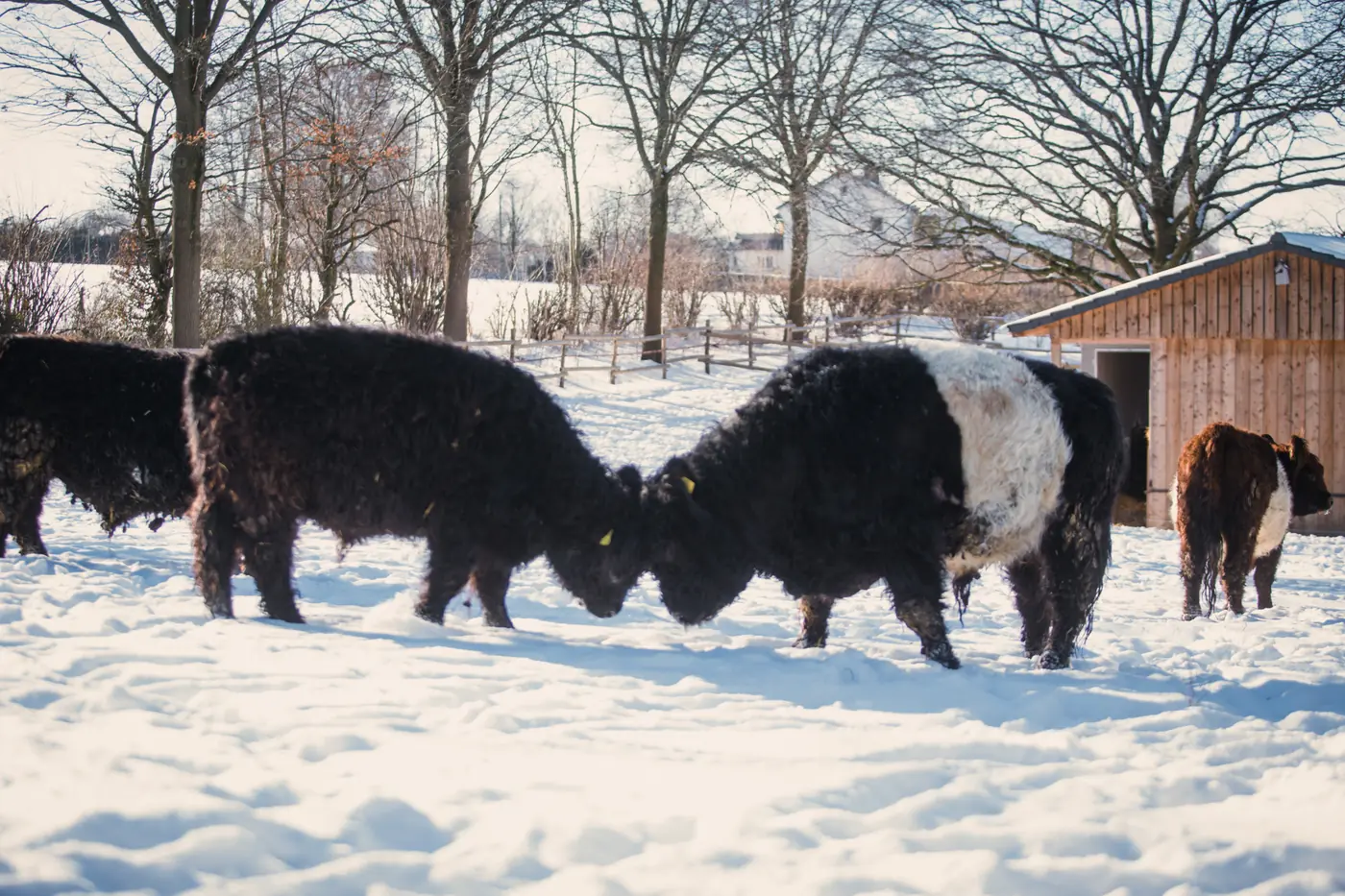 Galloways im Schnee auf der Winterweide am Hof