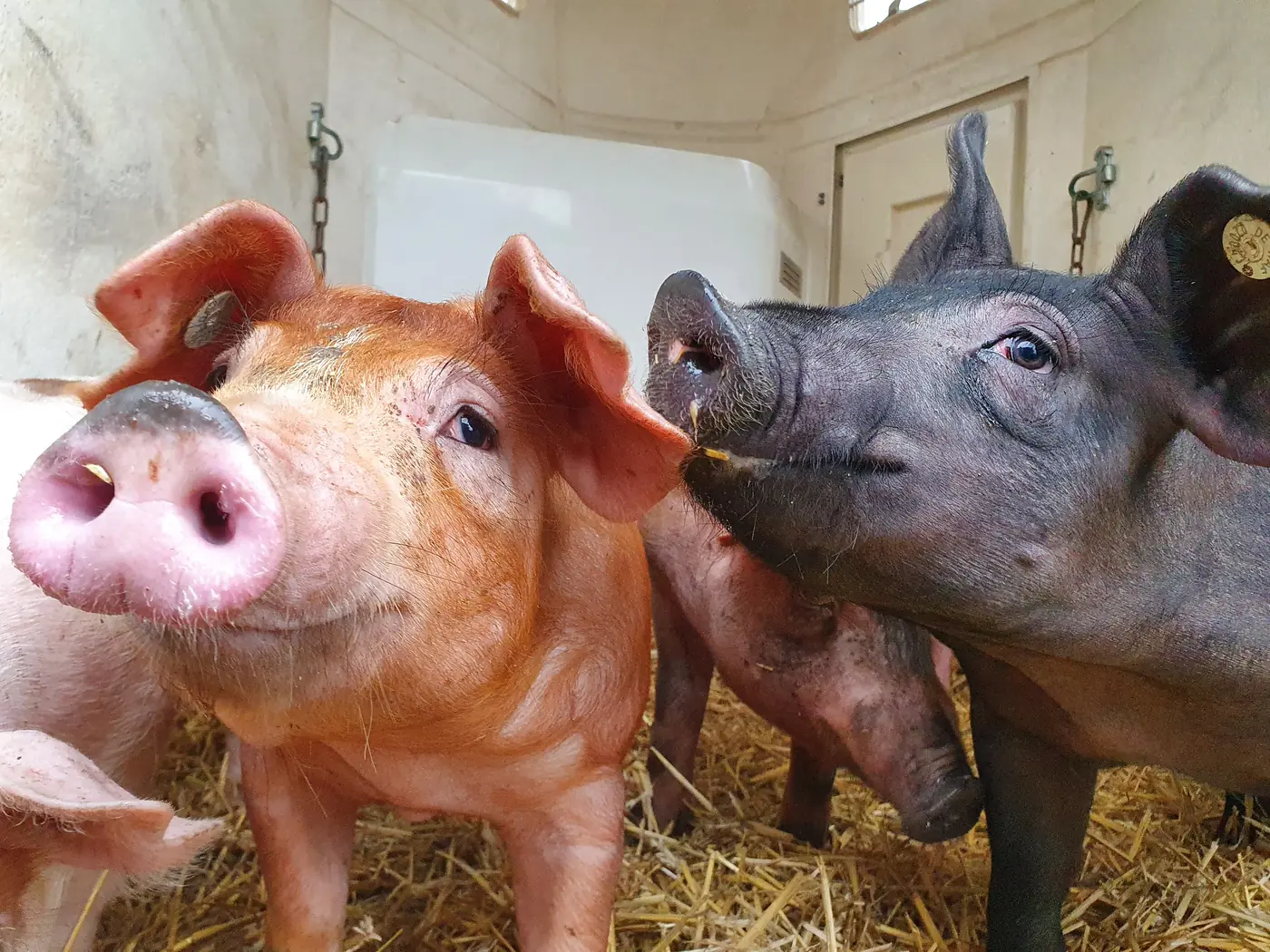 Zwei Schweine im Strohstall