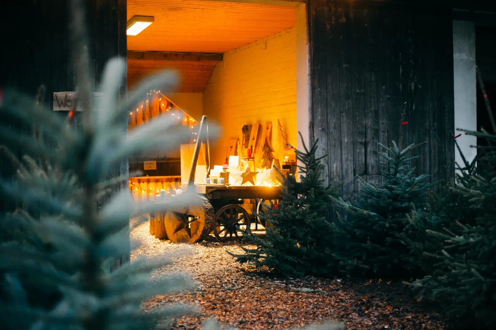 Beleuchteter Weihnachtsbaumverkauf vor der Scheune